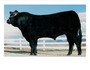 Polled Black Magic