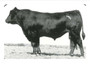 Nichols Black Advantage