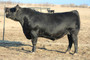 Parker Emblazon 1064