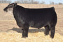 Bo Diddley (Maine Aim Ranch)