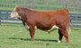 Yearling