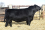 Byergo Big Easy 2601