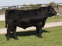 Byergo Blackstone 6325