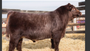 PVF Crossfire 