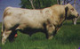 WCR Prime Cut 764