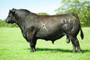 OCC Just Right 619J