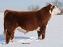 Moderate, extra-wide, and huge muscled. Unique polled pedigree. Pictured at 22 months.