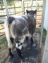 Calf out of Blue Tool owned by McClure Club Calves