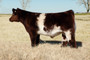 FSF Starburst 058