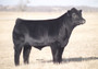 BK Navajo 42N