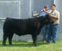 Duracell Calf-Champion prospect at Washington County Fair 2015