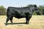J239 (WCC Precision E161 J239)