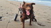 Wheelchairs for Dogs with Weak Back Legs