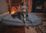  Ralph & Co Herringbone Pillow Dog Bed | Balmoral  TBA-1-1-1-1-1-1 Pets Own Us
