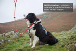 DNA Dogwear DNA DogWear Ascent  Fig of 8 Training Slip Lead | 4 Colours  44DNAASC8DS1STD Pets Own Us