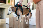 Wheels4Dogs Help ‘Em Up Harness - Full Body Dog Harness  help-em-up Pets Own Us