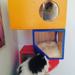  Catissa Climbing Cat House and Tower with Stairs | Wall Mounted | 4-Storey | Multi-coloured  CAT-W-MC Pets Own Us