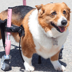 Wheels4Dogs Walkin’ Wheels CORGI Dog Wheelchair   Pets Own Us