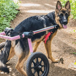 Wheels4Dogs Walkin’ Wheels Med/Large Dog Wheelchair, Rear   Pets Own Us