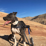 Wheels4Dogs Walkin’ Wheels MEDIUM Dog Wheelchair, Rear   Pets Own Us
