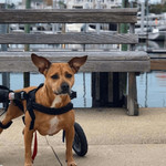 Wheels4Dogs Walkin’ Wheels MEDIUM Dog Wheelchair, Rear   Pets Own Us