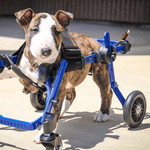 Wheels4Dogs Walkin’ Wheels Full Support/4-Wheel Quad Wheelchair MINI   Pets Own Us