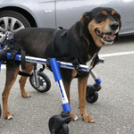 Wheels4Dogs Walkin’ Wheels Full Support/4-Wheel MEDIUM   Pets Own Us