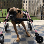 Wheels4Dogs Walkin’ Wheels Full Support/4-Wheel MEDIUM   Pets Own Us