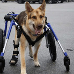 Wheels4Dogs Walkin’ Wheels Full Support/4-Wheel Quad Wheelchair, LARGE   Pets Own Us