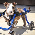 Wheels4Dogs Walkin’ Wheels MINI Front Wheel Attachment   Pets Own Us