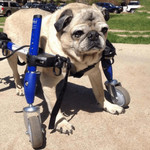 Wheels4Dogs Walkin’ Wheels SMALL Front Wheel Attachment   Pets Own Us