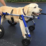 Wheels4Dogs Walkin’ Wheels LARGE Front Wheel Attachment   Pets Own Us
