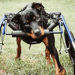 Wheels4Dogs Walkin’ Wheels LARGE Front Wheel Attachment   Pets Own Us