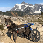 Wheels4Dogs Walkin’ Wheels LARGE Dog Wheelchair, Rear   Pets Own Us