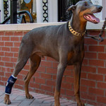  Balto® Hock – Hock Brace   Pets Own Us