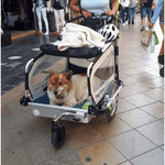  Doggy Tourer | Dog Bike Trailer | Snoopy | M   Pets Own Us