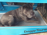  Doggy Tourer | Dog Bike Trailer | Marley | L   Pets Own Us