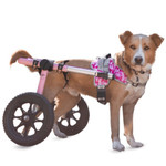 Wheels4Dogs Walkin’ Warrior Front Harness   Pets Own Us