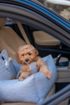 Oh Charlie Luxury Dog Car Seat | Florence by Oh Charlie   Pets Own Us