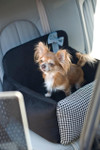  Oh Charlie Luxury Dog Car Seat | Finessa   Pets Own Us