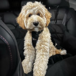  Julibee's Plush Luxury Dog Car Seat | Black  JUB-PL-B Pets Own Us