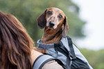  K9 Sports Sack | Trainer Dog Backpack Carrier | 4 Sizes | Iron Gate Grey   pets own us