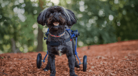 ​How to Train Your Dog to Use a Wheelchair