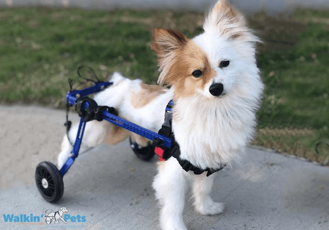 Wheelchairs for Small  Dog Breeds