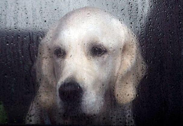 The Best Dog Jackets, Coats, and Sweaters for Winter: Keep Your Pup Warm Safe and Dry