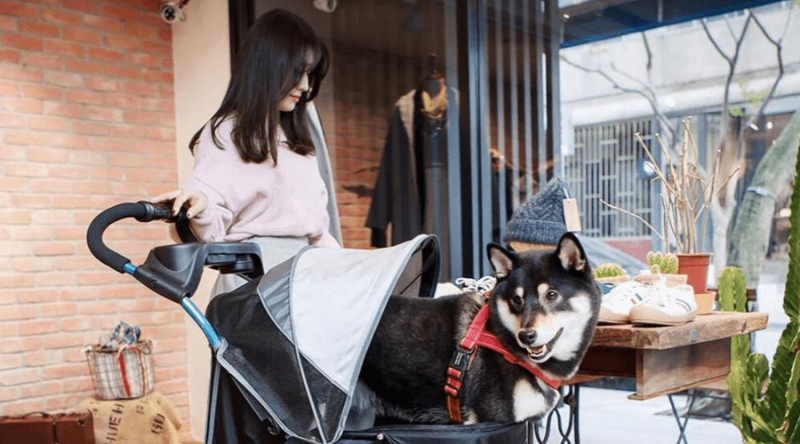 Best Dog Strollers for Large Dogs, 5 Reasons You Need One