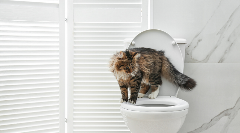 DIY Tips for training your cat to use the Loo