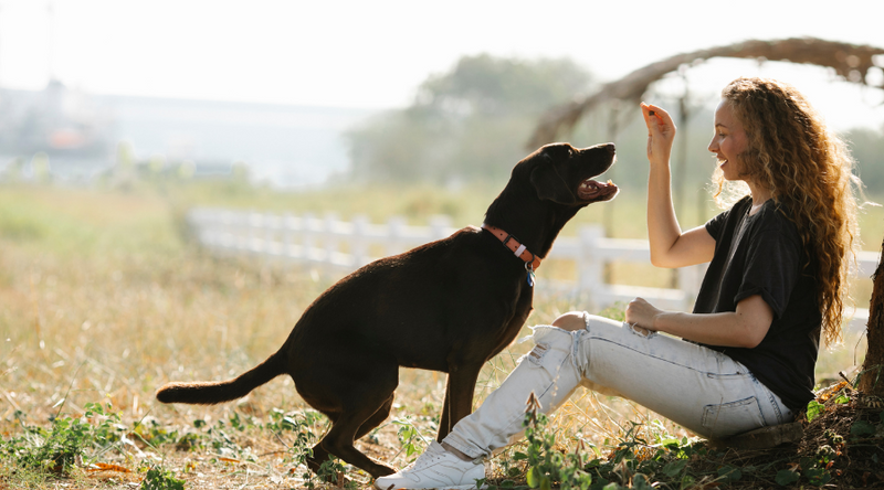 Homemade Treats For Your Dog