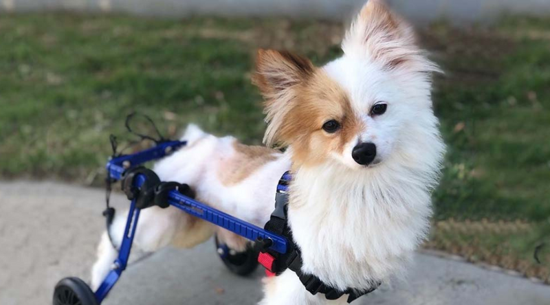 Tips to Choosing the Right Wheelchair for Your Dog: A Guide to Mobility and Happiness