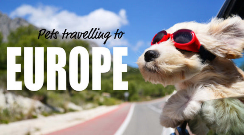 Traveling with your pet in the EU? Air travel VS a Road Trip OR both?